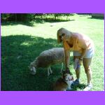 Sheep Dog Meets Sheep.jpg